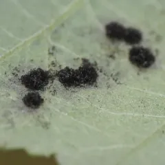 Rubus rust thumbnail 2
