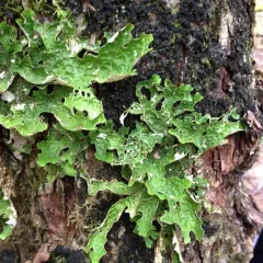 Tree Lungwort thumbnail 4