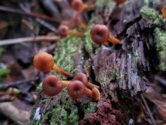 Xeromphalina brunneola thumbnail 1