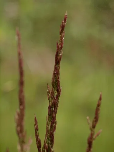 mountain bentgrass