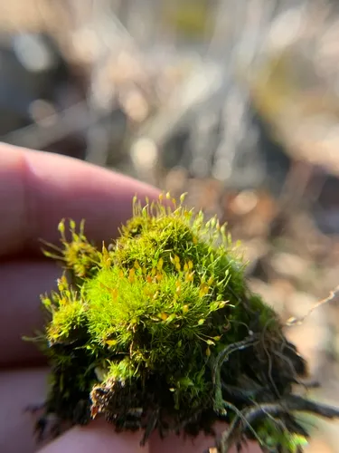Green-tufted Stubble Moss