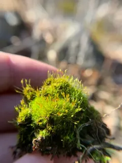Green-tufted Stubble Moss thumbnail 1