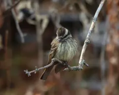 Variegated Flycatcher thumbnail 4
