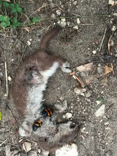 Least Weasel