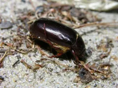 Phyllophaga drakii thumbnail 2
