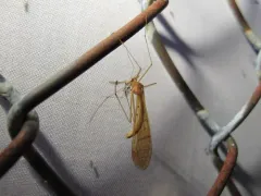 Bittacus pilicornis thumbnail 4