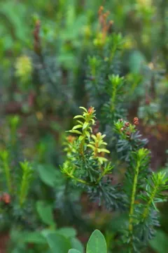 Exobasidium phyllodoces thumbnail 4
