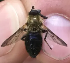 Greenish Wood Fly thumbnail 4