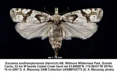 Eucosma southamptonensis thumbnail 2