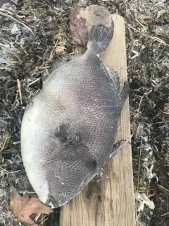 Grey Triggerfish thumbnail 2