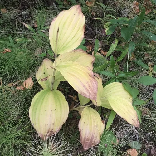 showy lady's slipper