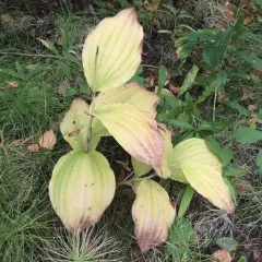 showy lady's slipper thumbnail 1