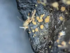 Lasiobolus intermedius thumbnail 1