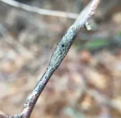 Neolasioptera linderae thumbnail 4