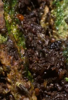 Mary's Collared Ant thumbnail 3