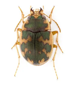 American Round Sand Beetle thumbnail 4