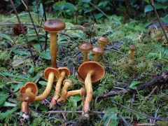 Cortinarius aurantiobasis thumbnail 2