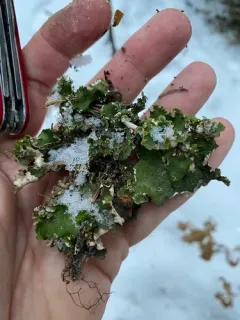 Alpine Kidney Lichen thumbnail 2
