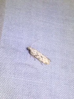 Mottled Twirler thumbnail 4