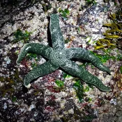 Mottled Star thumbnail 4