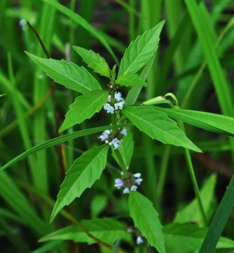 northern bugleweed