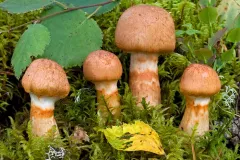 red-banded webcap thumbnail 5