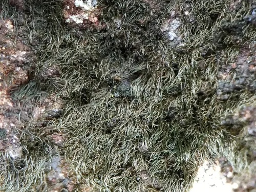 Waterside Rockshag Lichen