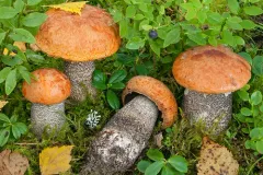Orange Birch Bolete thumbnail 4
