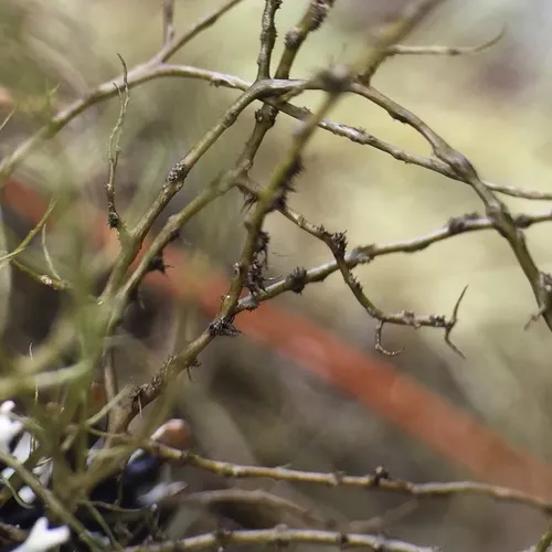 Burred Horsehair Lichen