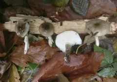 Hygrophorus whitei thumbnail 3