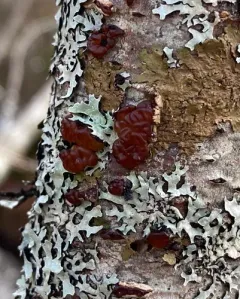 birch jelly thumbnail 3