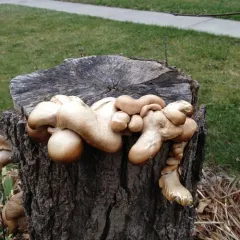 Oyster Mushroom thumbnail 4