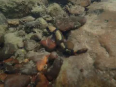Variegate Darter thumbnail 4
