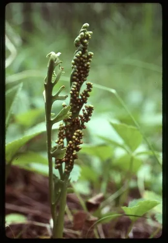 slender moonwort