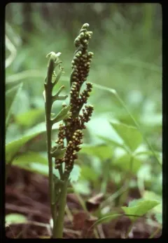 slender moonwort thumbnail 1