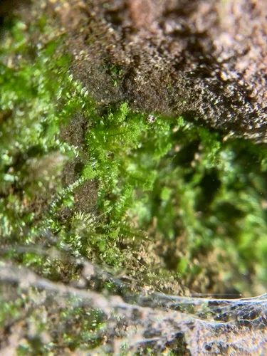 Two-ranked Moss