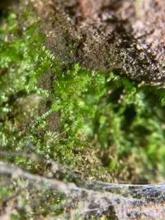 Two-ranked Moss thumbnail 1