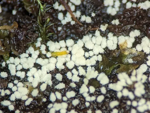 Arthrosporium candidum