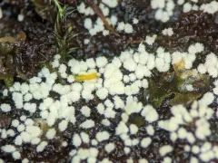 Arthrosporium candidum thumbnail 1