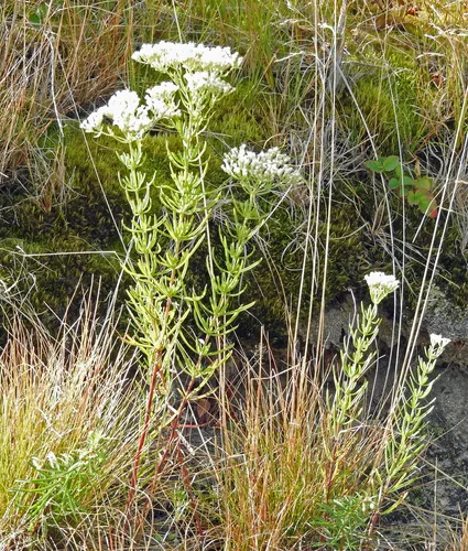 hyssopleaf thoroughwort