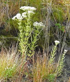 hyssopleaf thoroughwort thumbnail 1