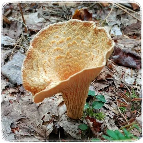 Scaly Chanterelle