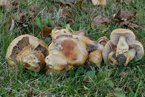birch webcap