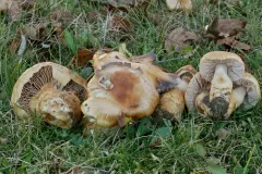 birch webcap thumbnail 1