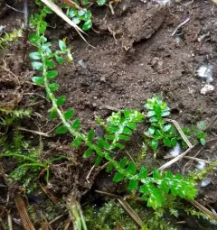 meadow spikemoss thumbnail 4