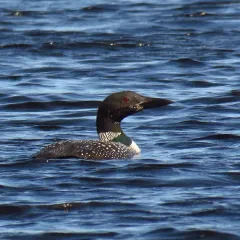 Common Loon thumbnail 3
