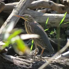 Green Heron thumbnail 4