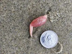 Rat-tailed Fusiform Sea Cucumber thumbnail 3