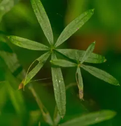 shining bedstraw thumbnail 2