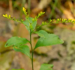 elm-leaved goldenrod thumbnail 2